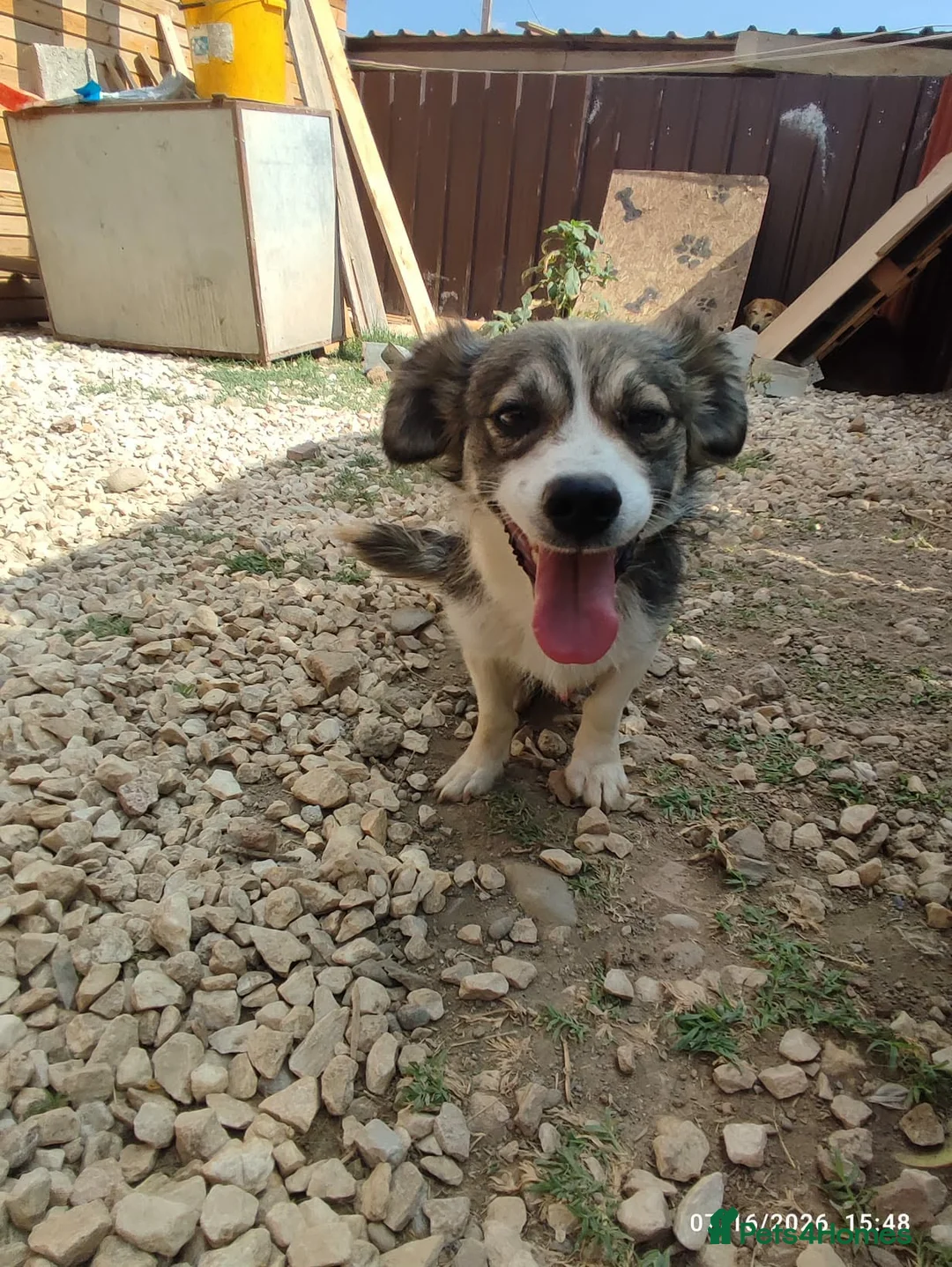 Mixed Breed dogs for adoption: Muki 1 year old Macedonian  Rescue - Advert 12