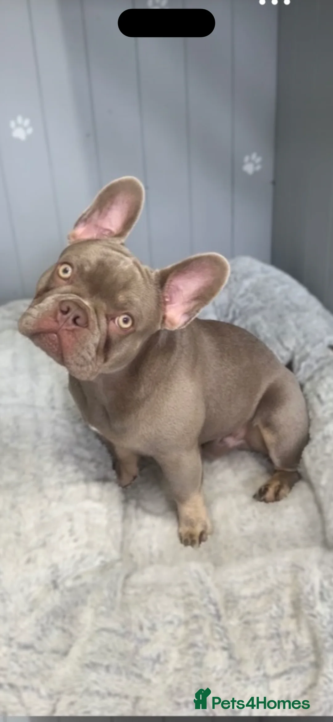 French Bulldog dogs for stud: Reggie French Bulldog for Studding  - Advert 10