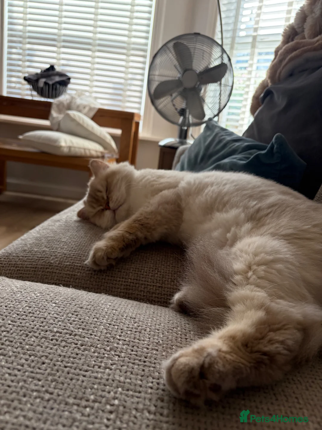 British Longhair cats for sale: British long hair rehoming  - Advert 2