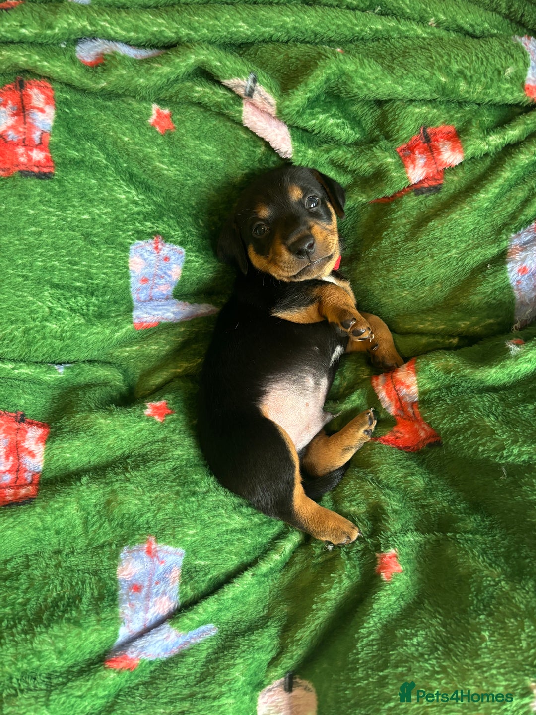 Miniature Dachshund dogs for sale: Dachshund x Jack Russell puppies (Jackshund) - Image 3