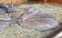 Continental Giant rabbits for sale: Continental Giant- 8 weeks old - Image 2