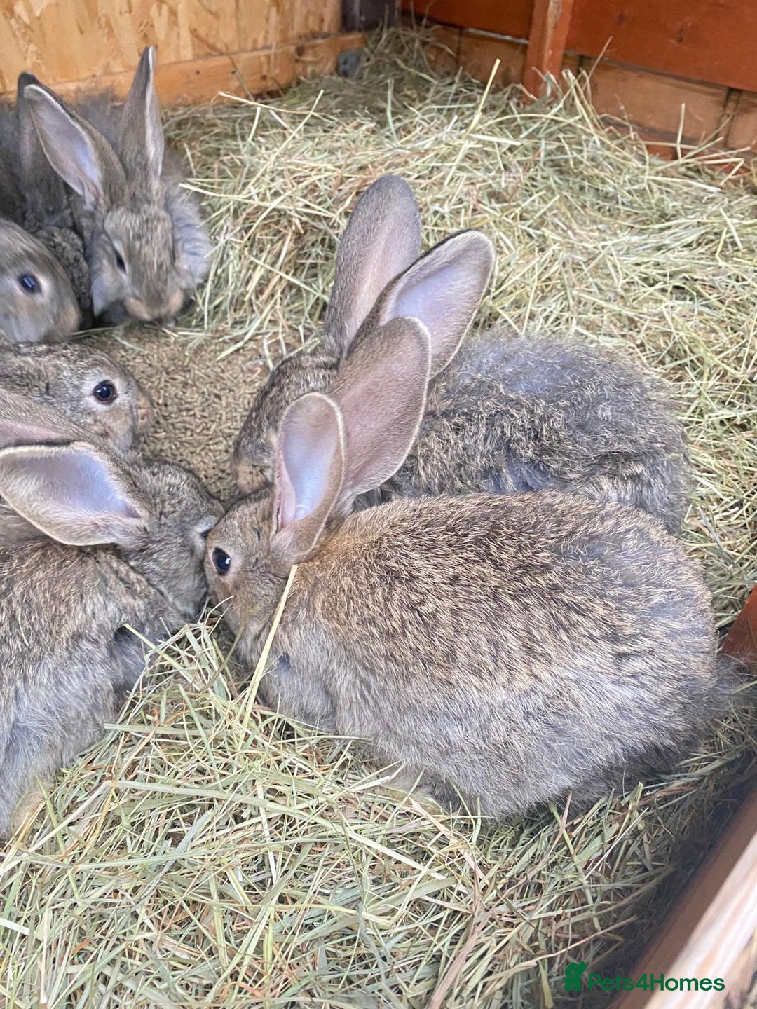 Continental Giant rabbits for sale: Continental Giant- 8 weeks old - Image 2