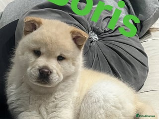 Siberian Husky dogs 3 fluffy chowski’s - Advert 6