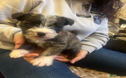 Mixed Breed dogs for sale: Westie x jack russels  - Image 5