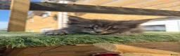 Maine Coon cats for sale: 9 Beautiful Maine Coon Kittens CHAMPION BLOOD LINE - Advert 5