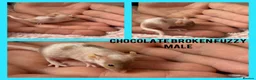 Mouse rodents for sale: Fancy mice  - Advert 6