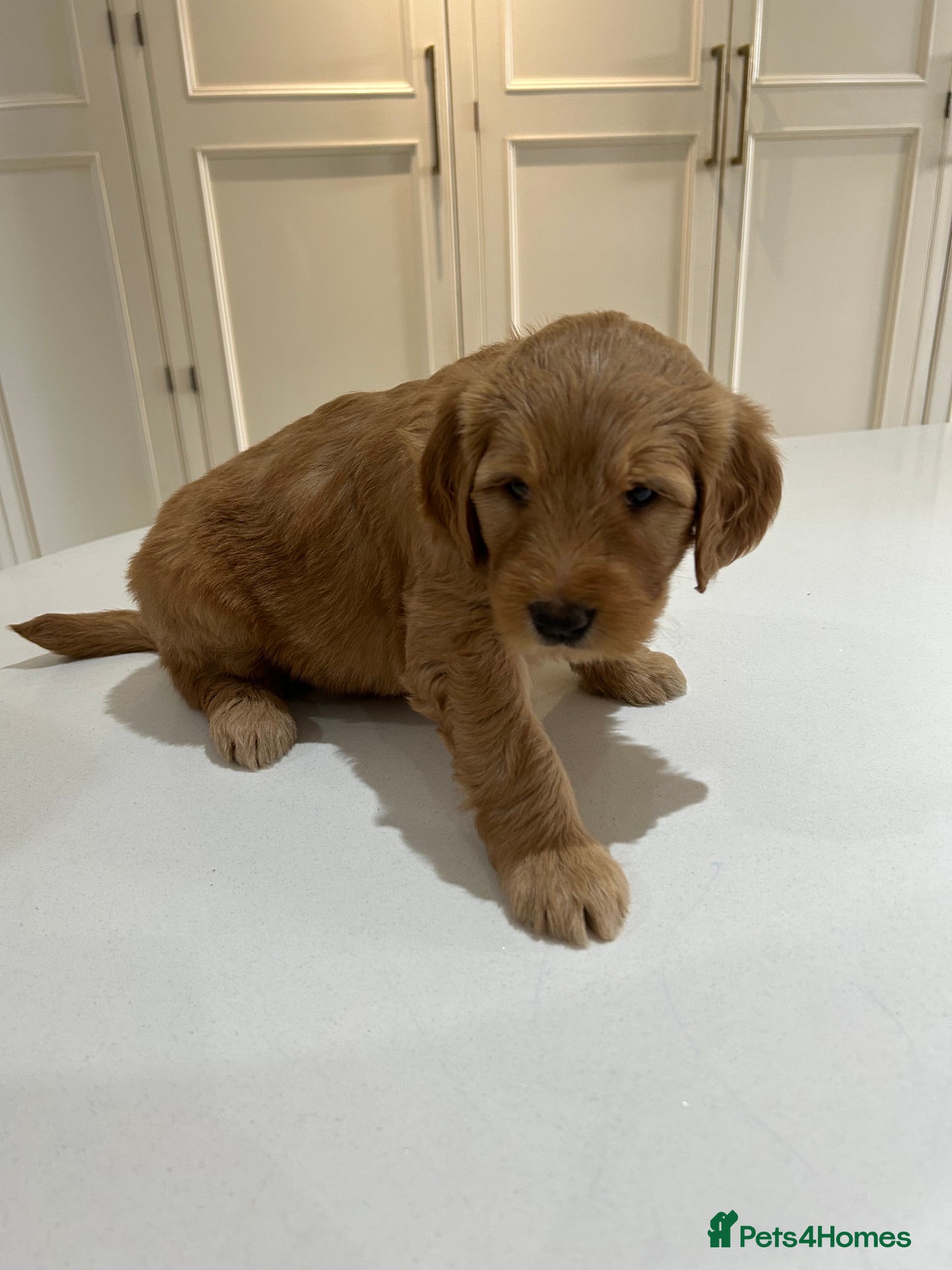Mixed Breed dogs Multigen Double Doodle - Advert 2