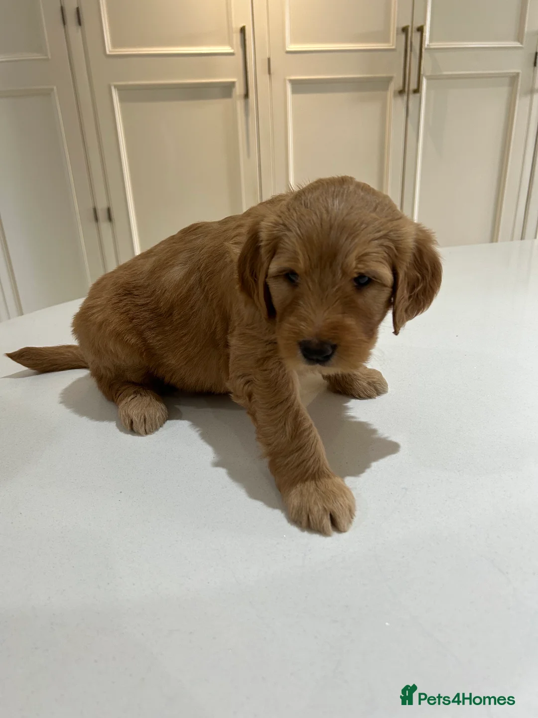 Mixed Breed dogs for sale: Multigen Double Doodle - Advert 2