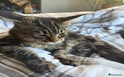 Maine Coon cats for sale: Maine Coon Kittens in Greenford - Image 31