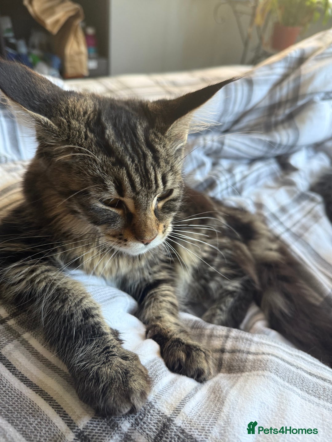 Maine Coon cats for sale: Maine Coon Kittens in Greenford - Image 31