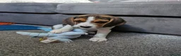 Beagle dogs for sale: Beagle called Ava - Advert 4
