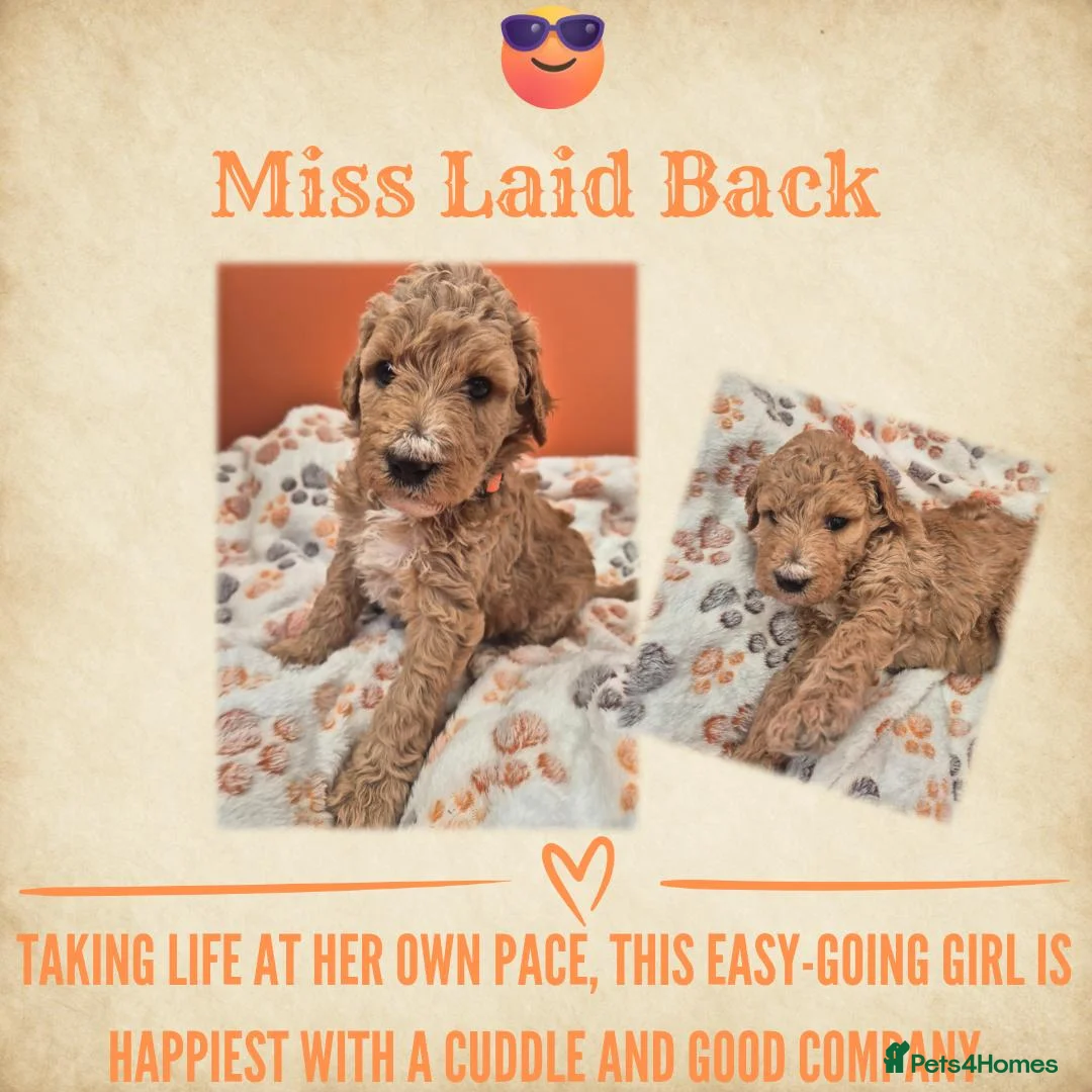 Standard Poodle dogs for sale: KC Registered Standard Poodles • Full of Character - Advert 2