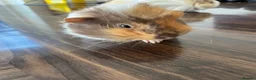 Guinea Pig rodents for sale: 2 Guinea Pigs  - Advert 8