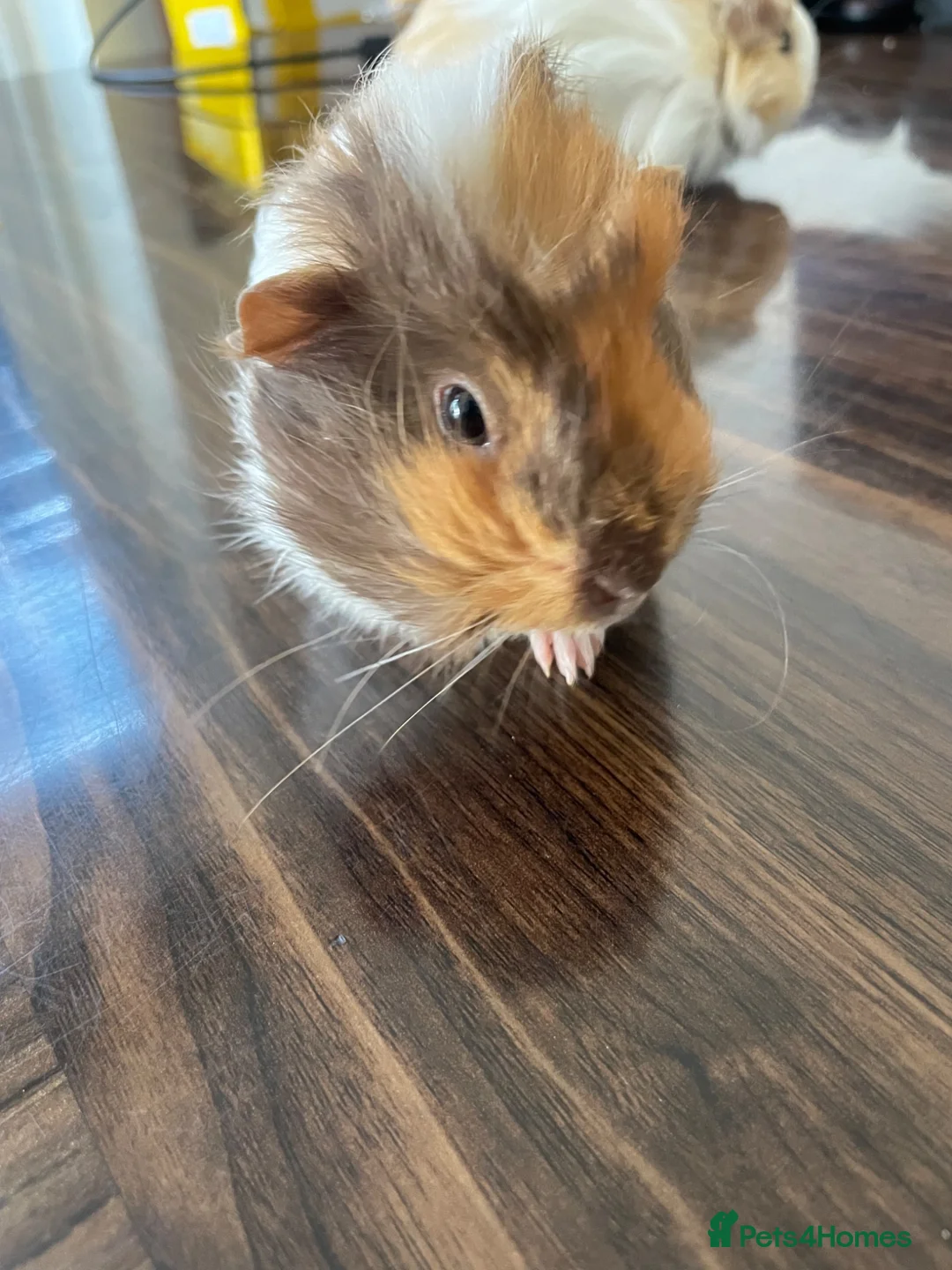 Guinea Pig rodents for sale: 2 Guinea Pigs  - Advert 8