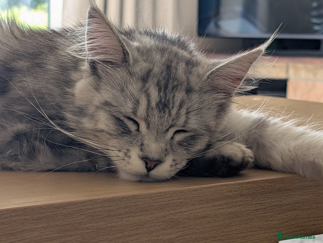 Maine Coon cats for sale: Gorgeous main coon x - Image 8