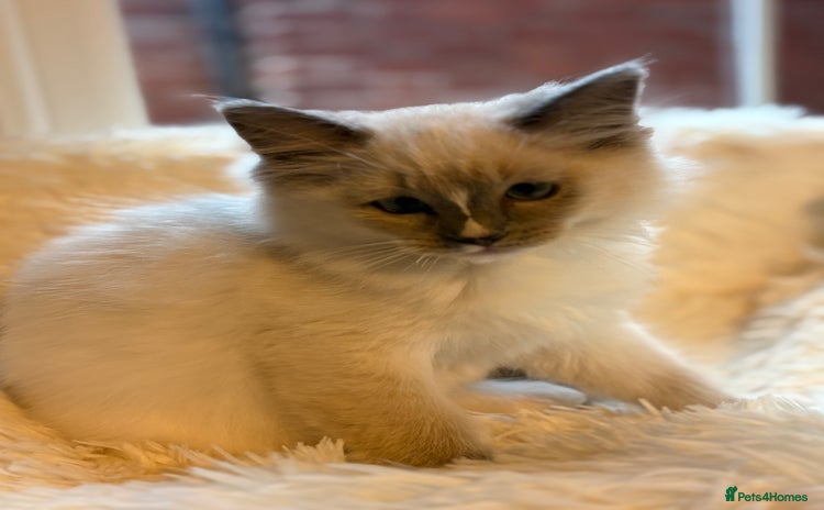 Ragdoll cats - Advert 16