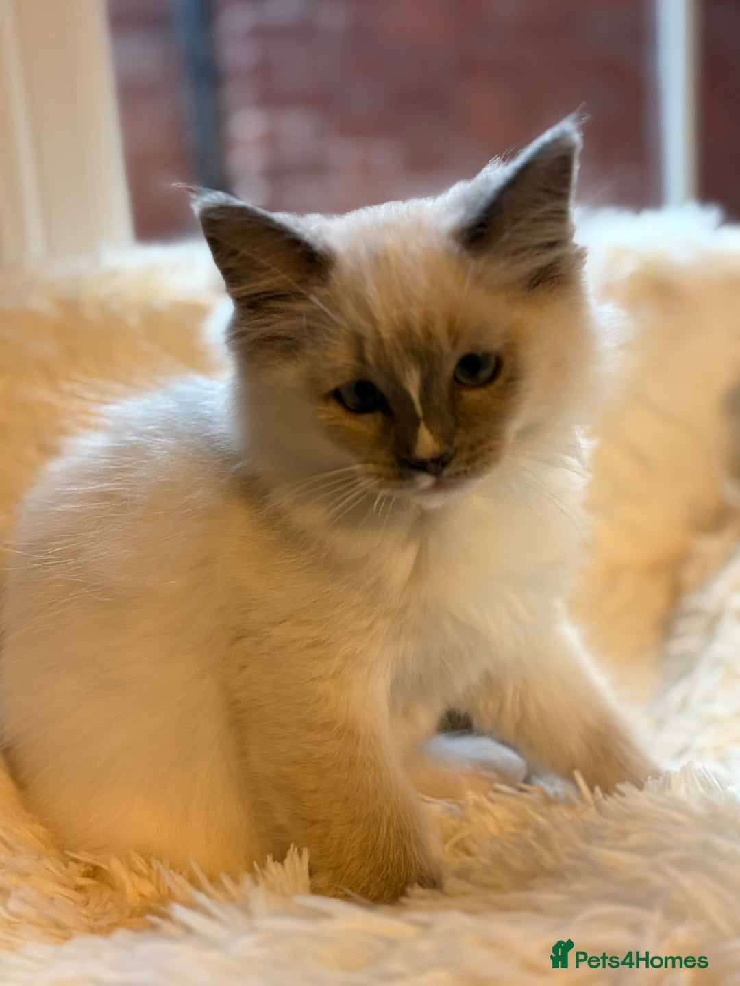 Ragdoll cats for sale: Stunning 💎 Ragdoll blue point girl kitten - Image 1