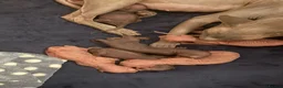 Sphynx cats for sale: 6 tica registered Sphynx Kittens in London - Advert 18