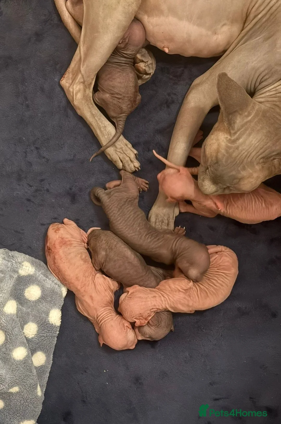 Sphynx cats for sale: 6 tica registered Sphynx Kittens in London - Advert 18