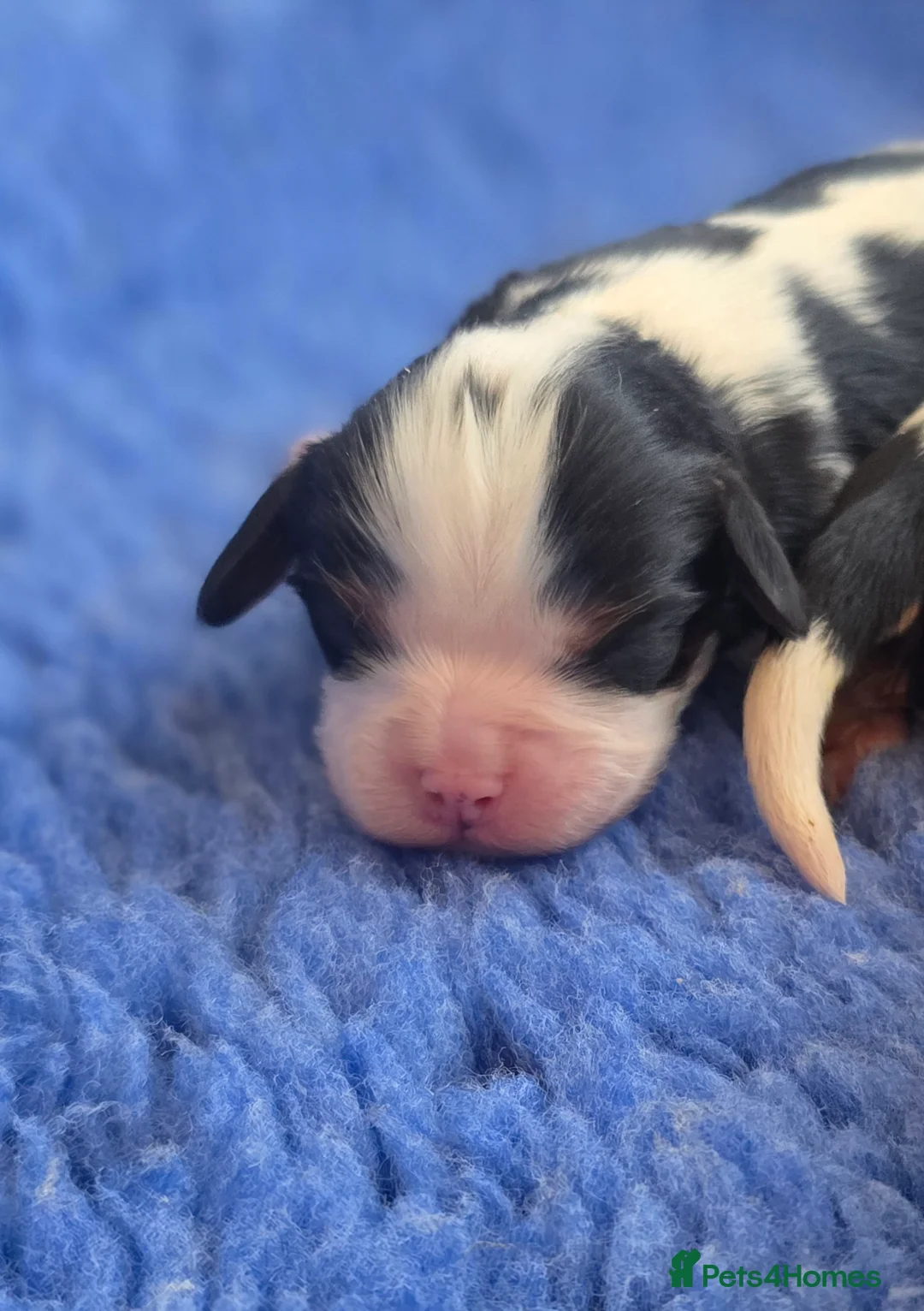 Cavalier King Charles Spaniel dogs for sale: KC Cavalier King Charles puppies - Advert 3