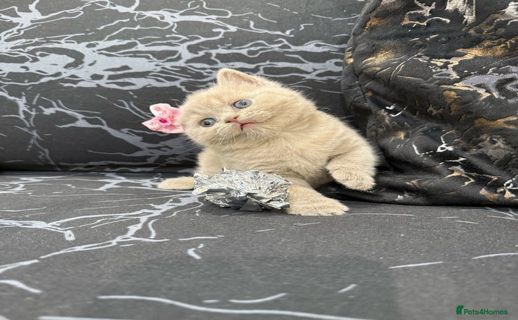 British Shorthair cats - Advert 14