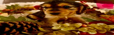 Cocker Spaniel 3