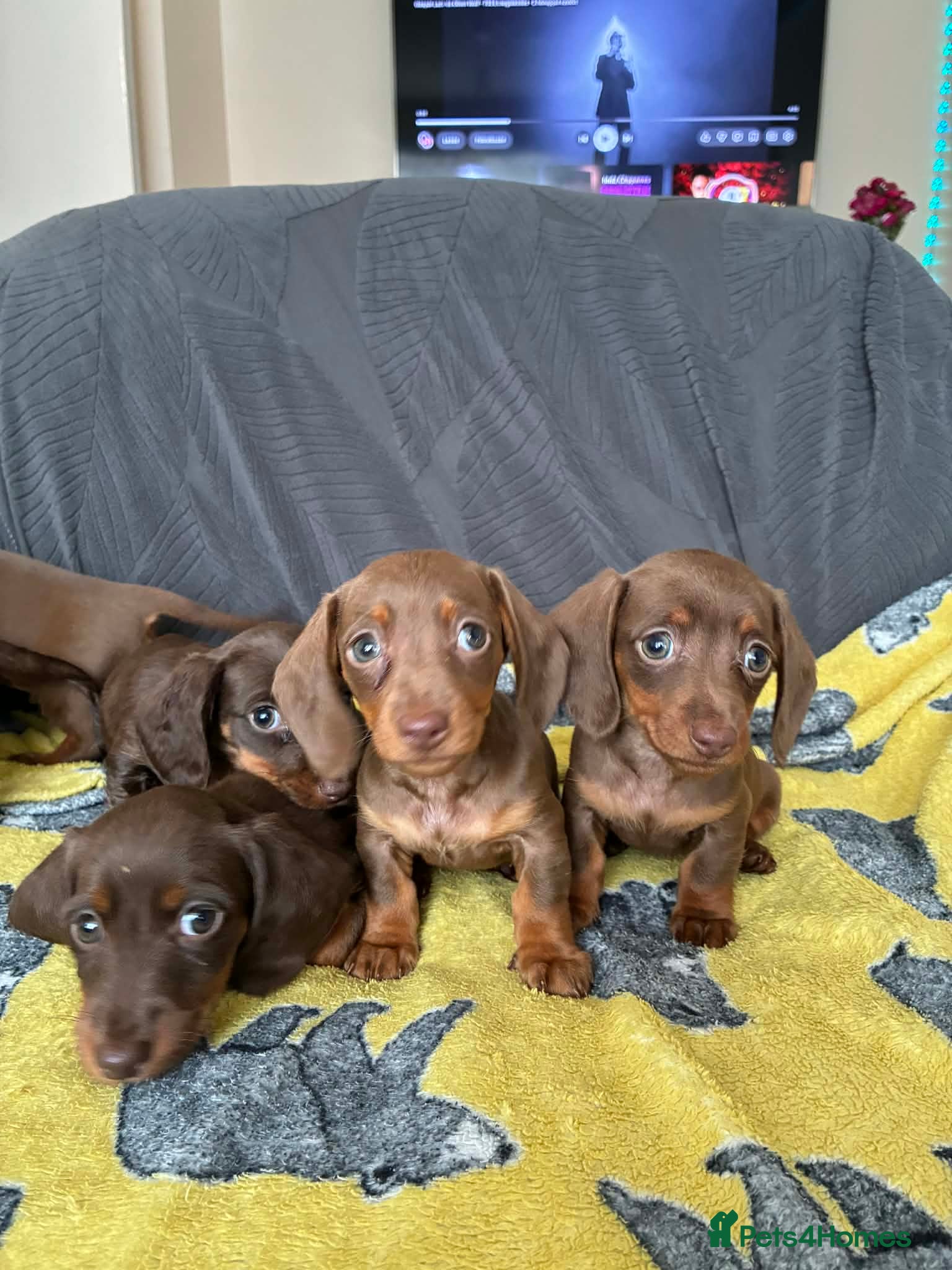 Miniature Dachshund dogs 6 gorgeous M Dachshunds - Advert 1