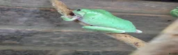 Frog reptiles for sale: Various frog species - Advert 3