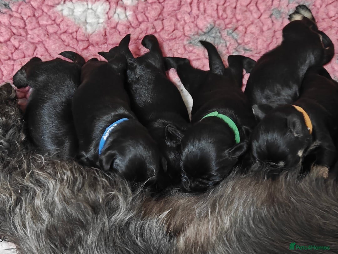 Miniature Schnauzer dogs for sale: Beautiful KC Miniature Schnauzer Puppies  - Image 11
