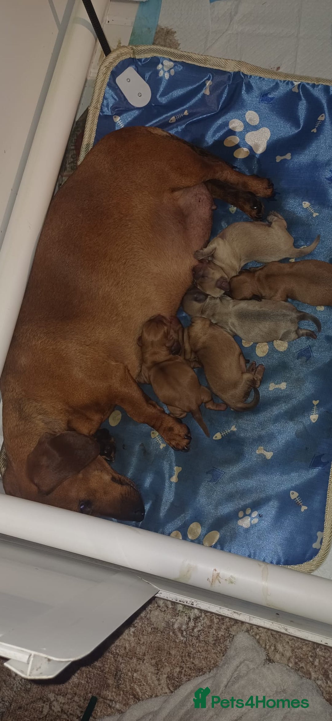Mixed Breed dogs for sale: Beautiful schweenie babies - Image 20