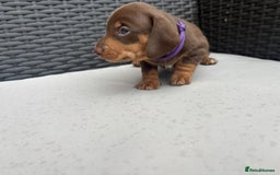 Miniature Dachshund dogs for sale: 🐾 Miniature Dachshunds – 3 Chocolate&Tan Girls🐾 - Image 4