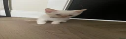 Ragamese cats for sale: Ragamese kittens for sale  - Advert 5