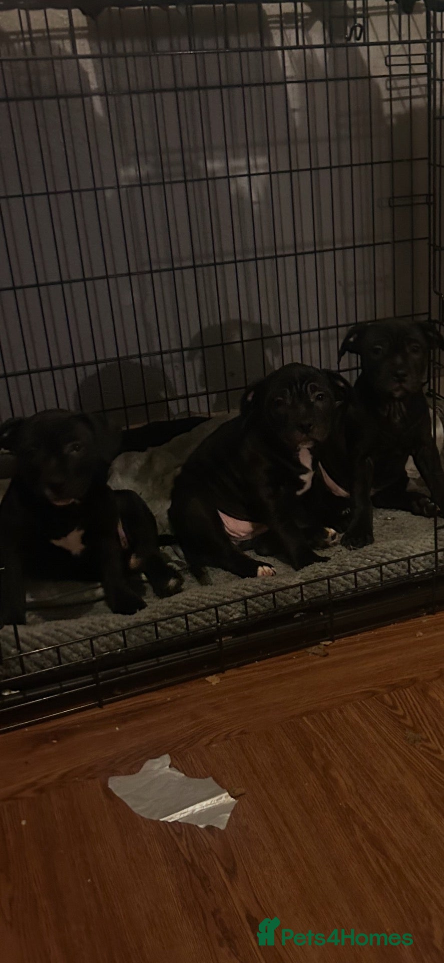 Staffordshire Bull Terrier dogs Black staffy girls  - Advert 15