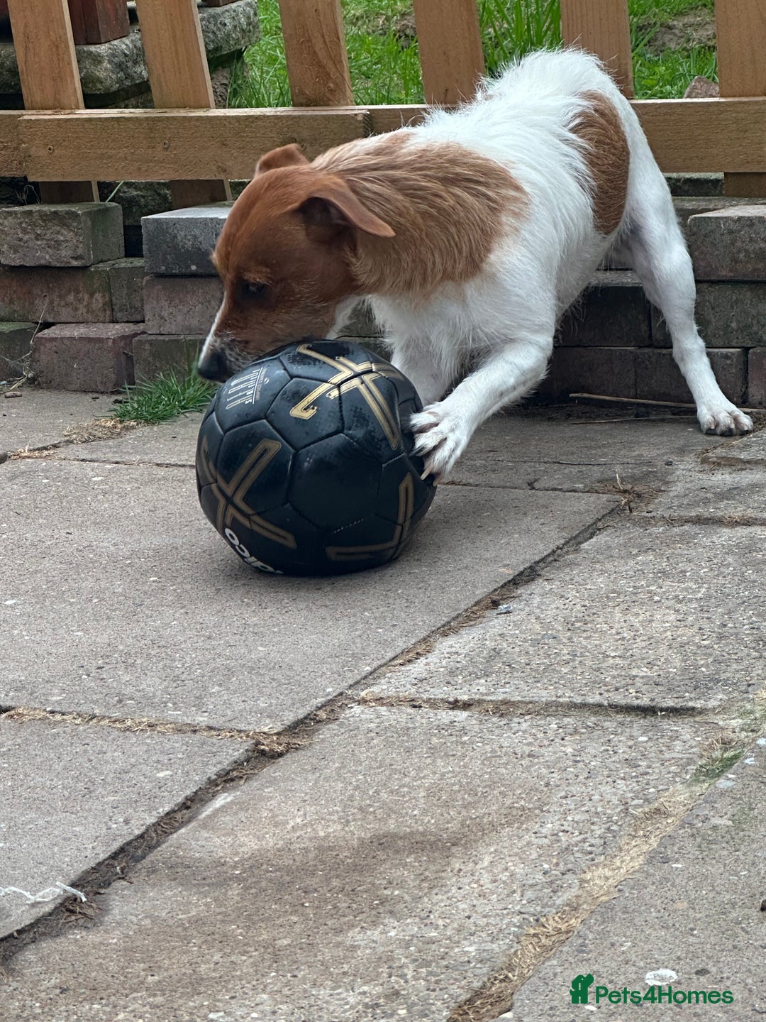 Jack Russell dogs for sale: Jack Russell  - Image 10