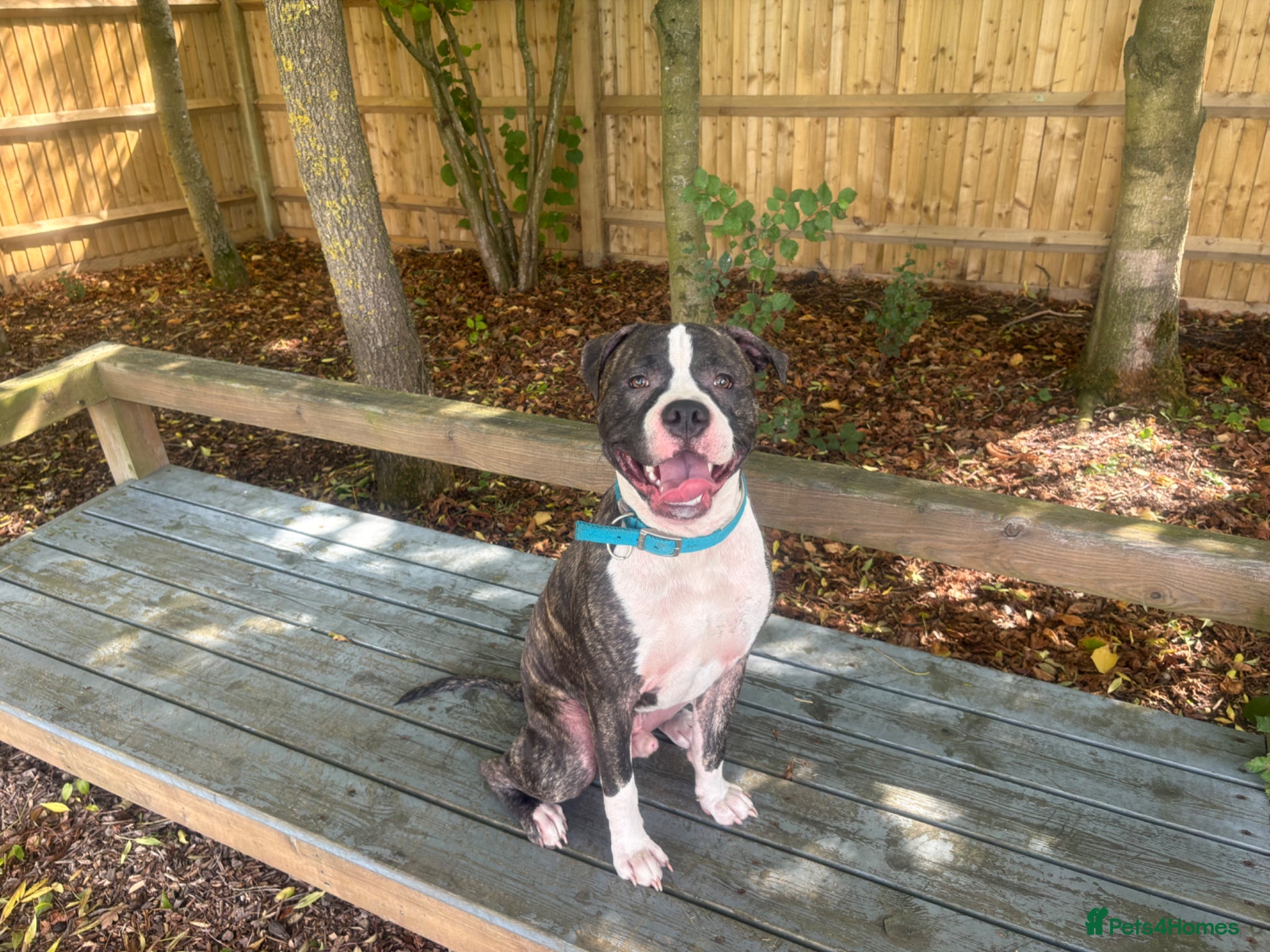 Mixed Breed dogs Mixed breed male  - Advert 3
