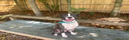 Mixed Breed dogs for sale: Mixed breed male  in Bicester - Advert 1