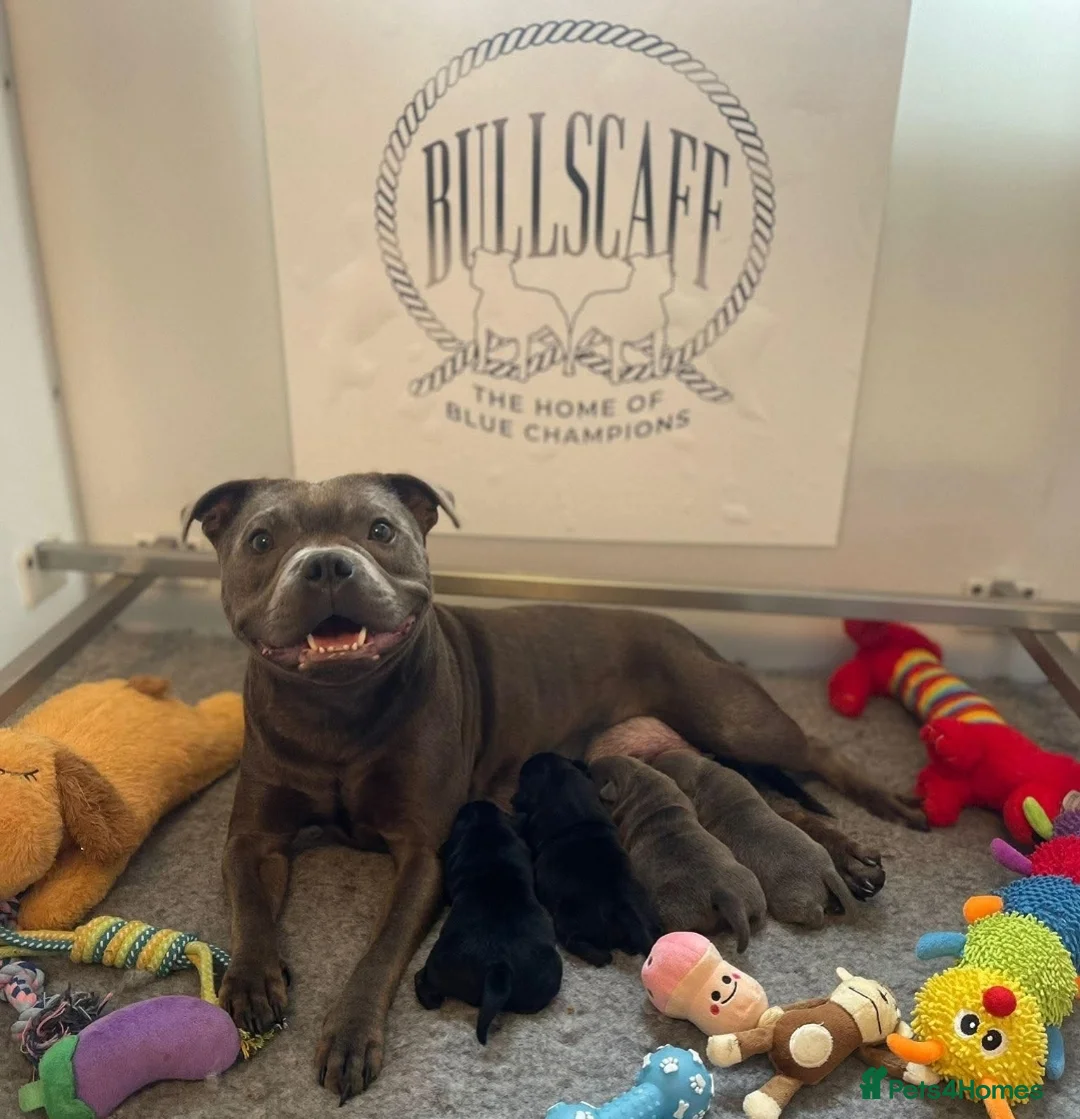 Staffordshire Bull Terrier dogs for stud: The one & only 'Mr T' Champ Sired - Advert 18
