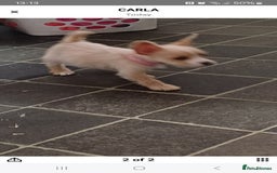 Mixed Breed dogs for sale: Froodles  - Image 2