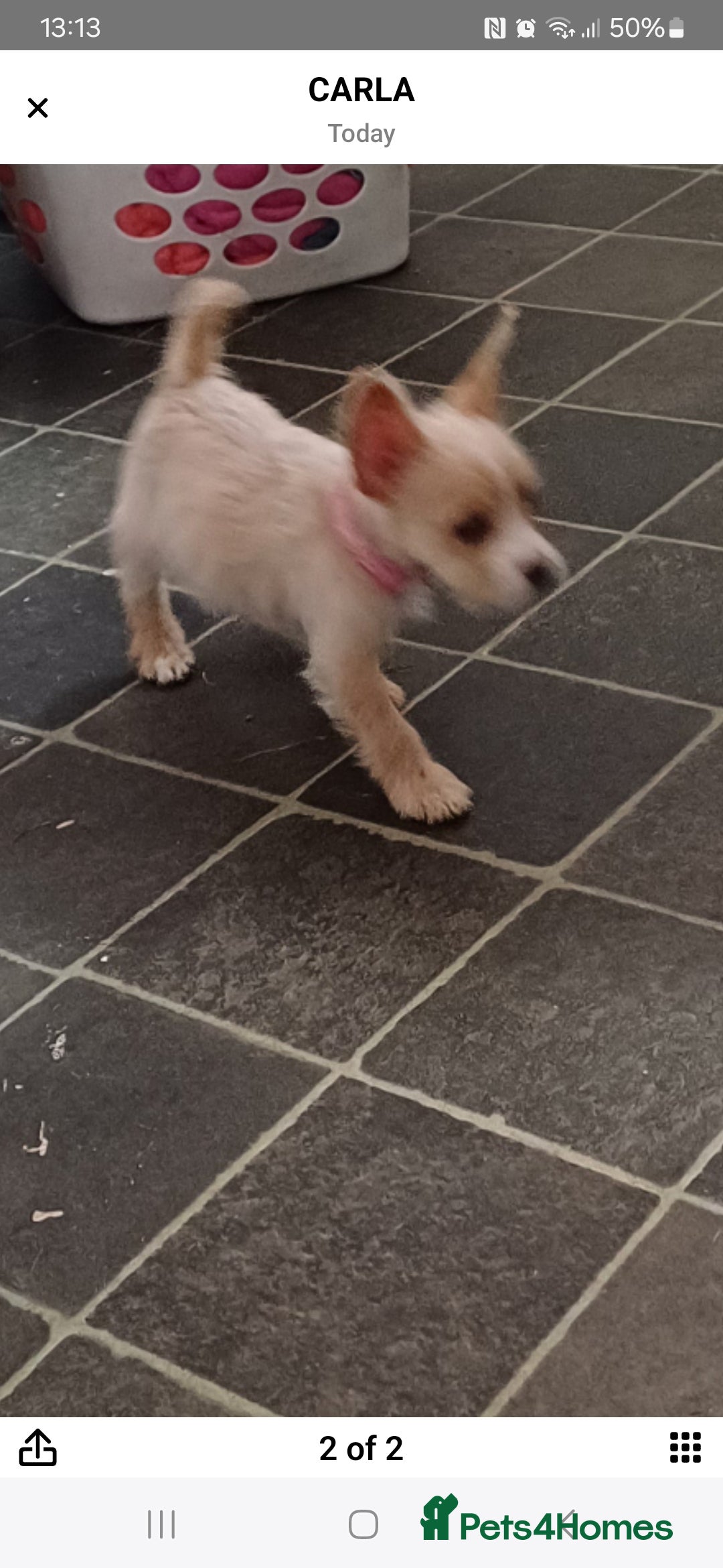 Mixed Breed dogs for sale: Froodles  - Image 2