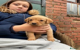 Labrador Retriever dogs for sale: Labrador puppies for sale 🐶 - Image 16