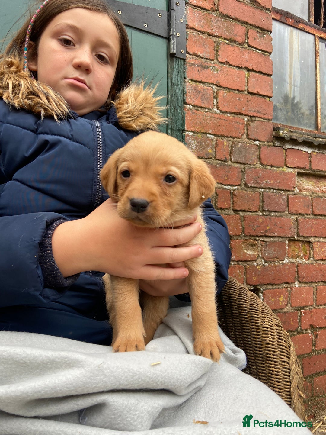 Labrador Retriever dogs for sale: Labrador puppies for sale 🐶 - Image 16