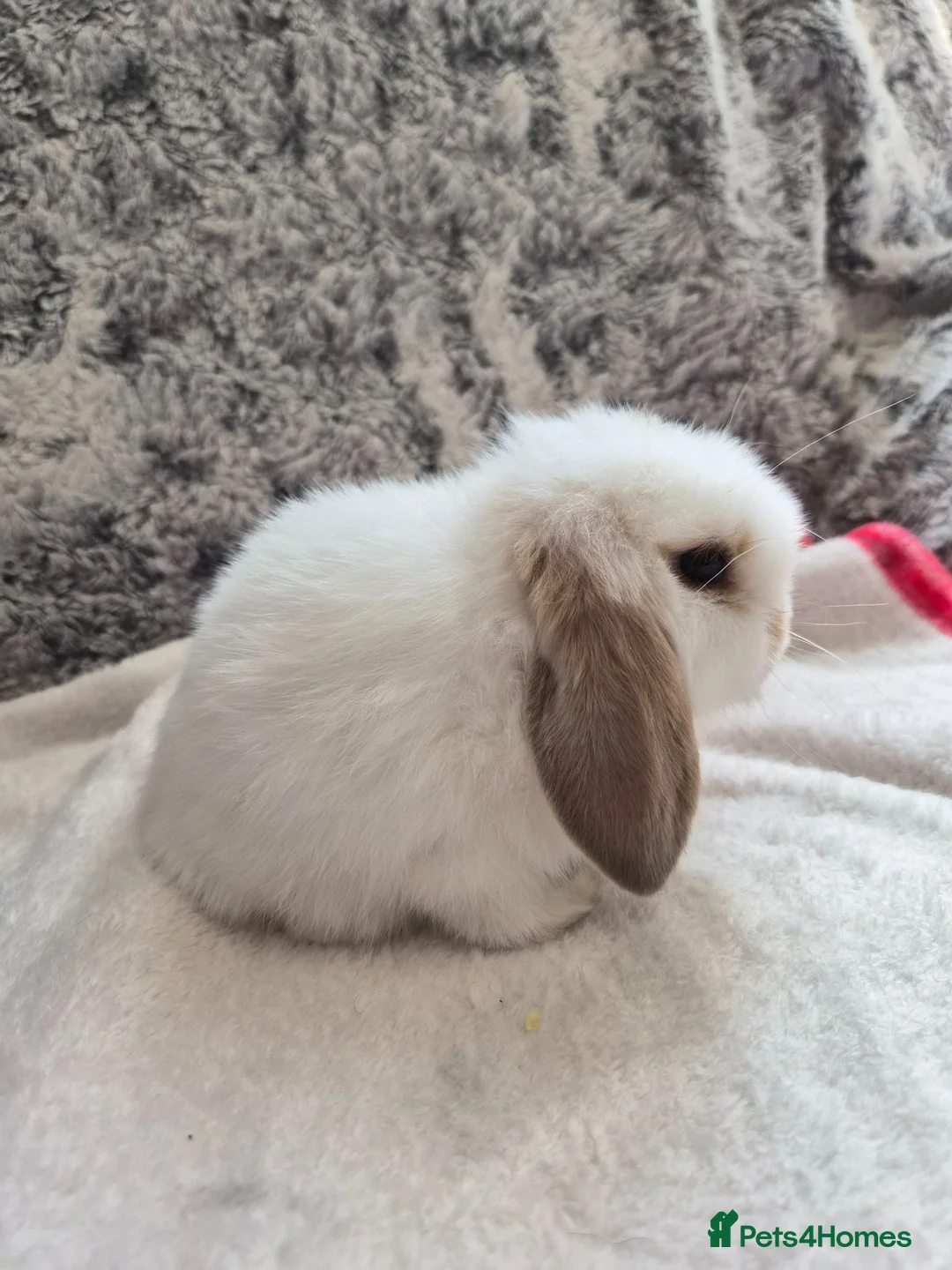 Mini Lop rabbits for sale: Tri mantle Baby boy and Charlie girl XX Sold XX - Advert 4