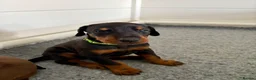 Dobermann dogs for sale: READY TO COLLET NOW | RKC DOBERMAN | CHAMPION LINE - Advert 36