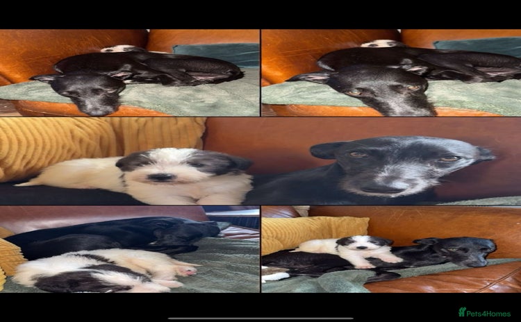 Lurcher dogs - Advert 9