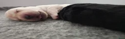 Labrador Retriever dogs for sale: 🐾 Labrador Puppies for Sale 🐾 in Folkestone - Advert 4