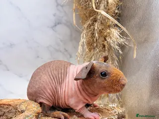 Guinea Pig rodents 2 Skinny’s for sale - Advert 1