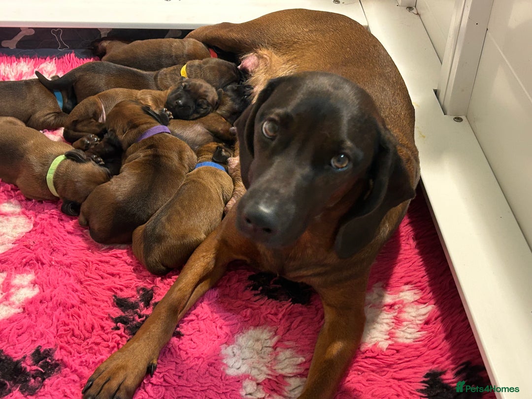 Bavarian Mountain Hound dogs for sale: Bavarian Mountain Hound KC registered  - Advert 6