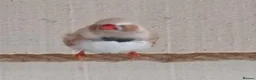 Finches birds for sale: Zebra finches  in Downham Market - Advert 3