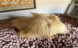 Guinea Pig rodents for sale: PAIR OF PERUVIAN SISTERS 🩷🩷 - Image 3