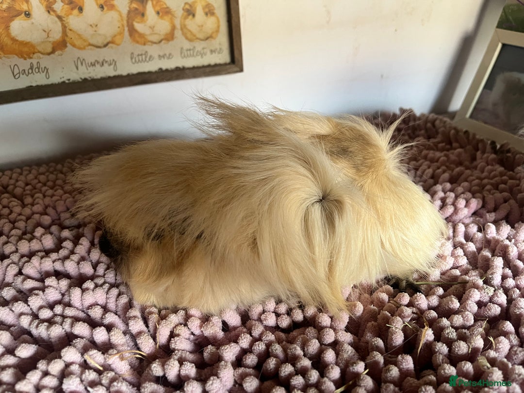 Guinea Pig rodents for sale: PAIR OF PERUVIAN SISTERS 🩷🩷 - Image 3